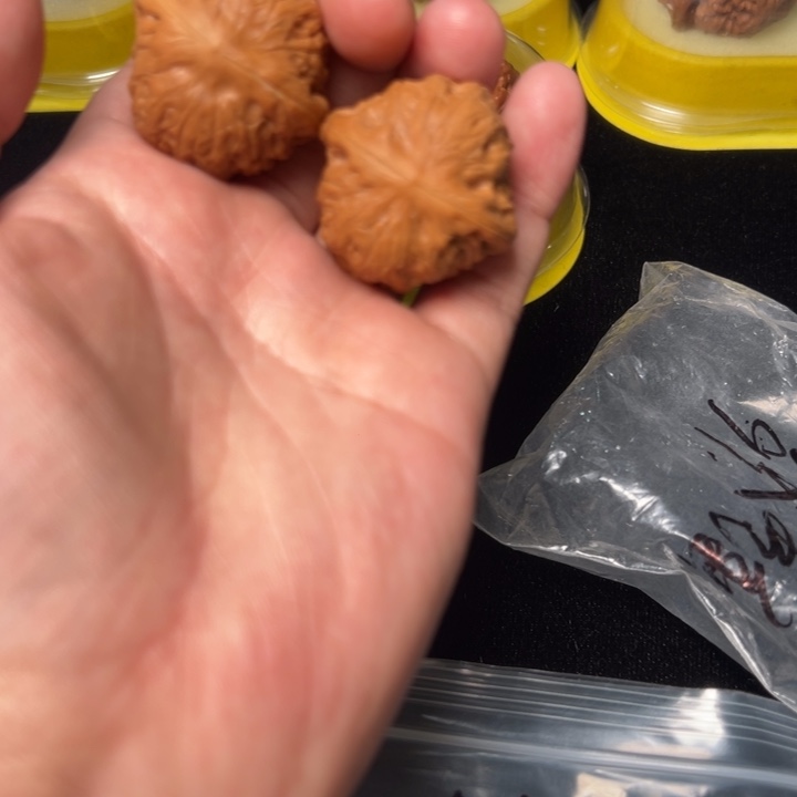 核桃铁锤，36，已打底