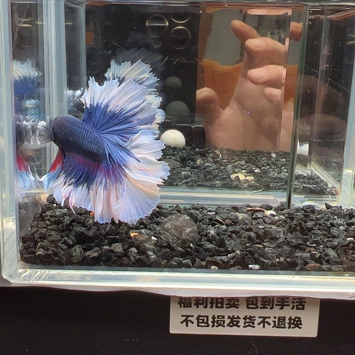 斗鱼跑單拉黑28日85