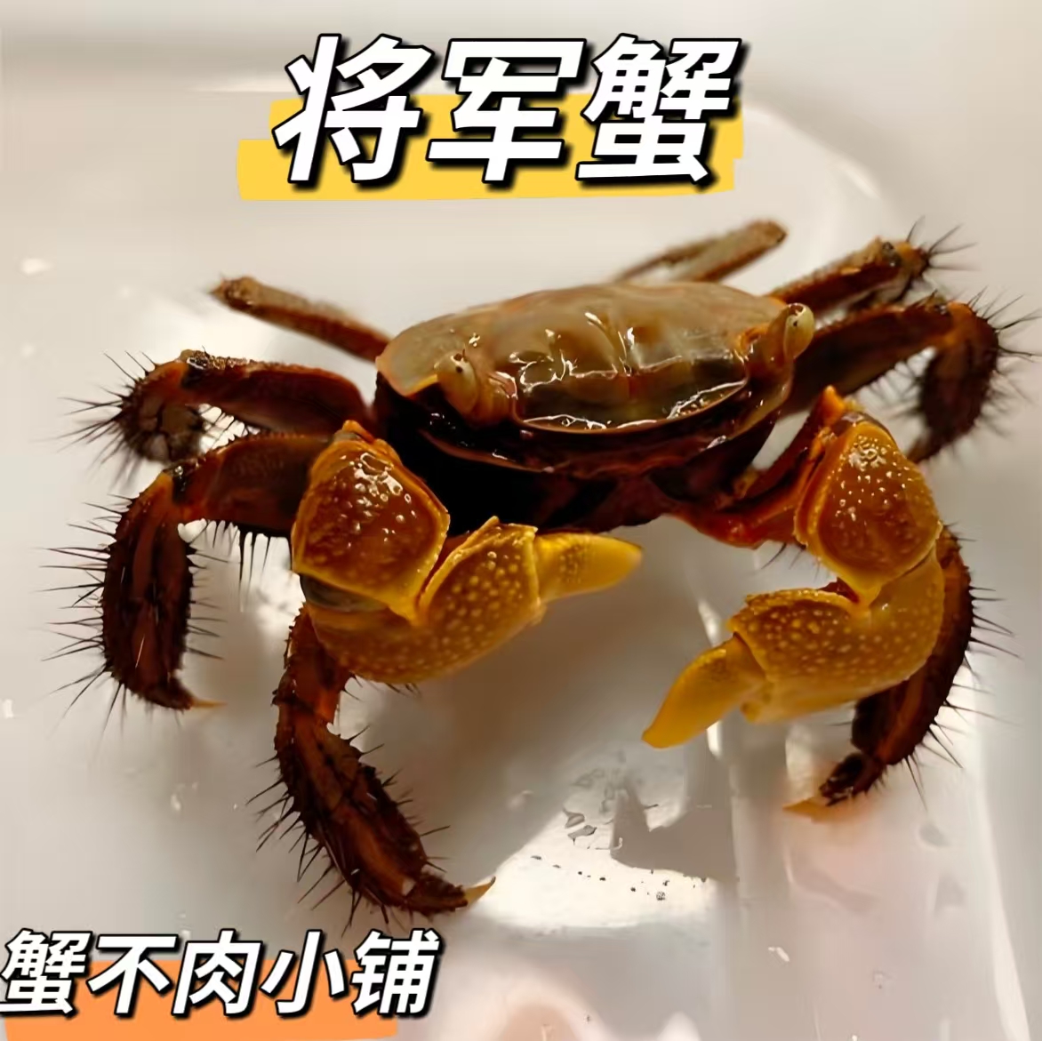 将军蟹活体淡水观赏蟹水路两栖威猛霸气好养易活桌面宠物