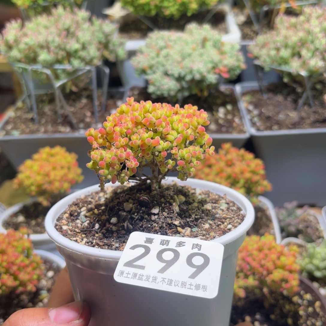 ****北偷摸拍枝干番杏密橘糖球299