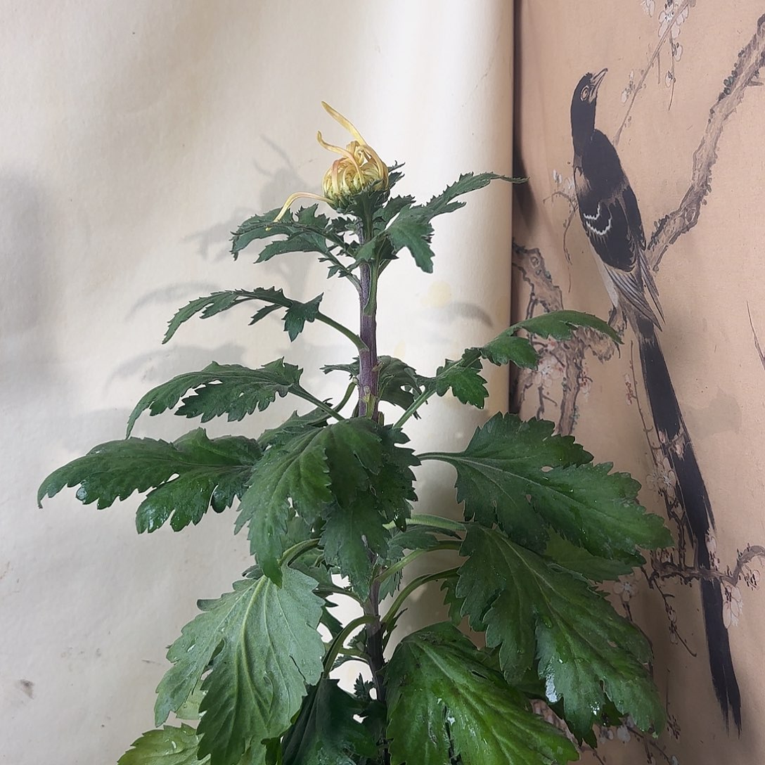 全部花朵F22222222