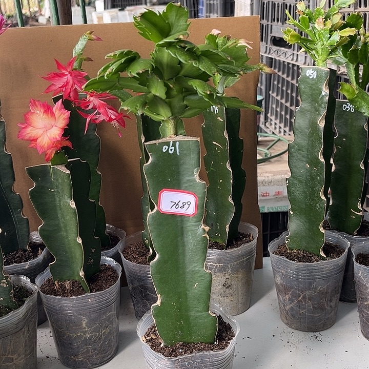 小****当前无花栽培后可以开花061
