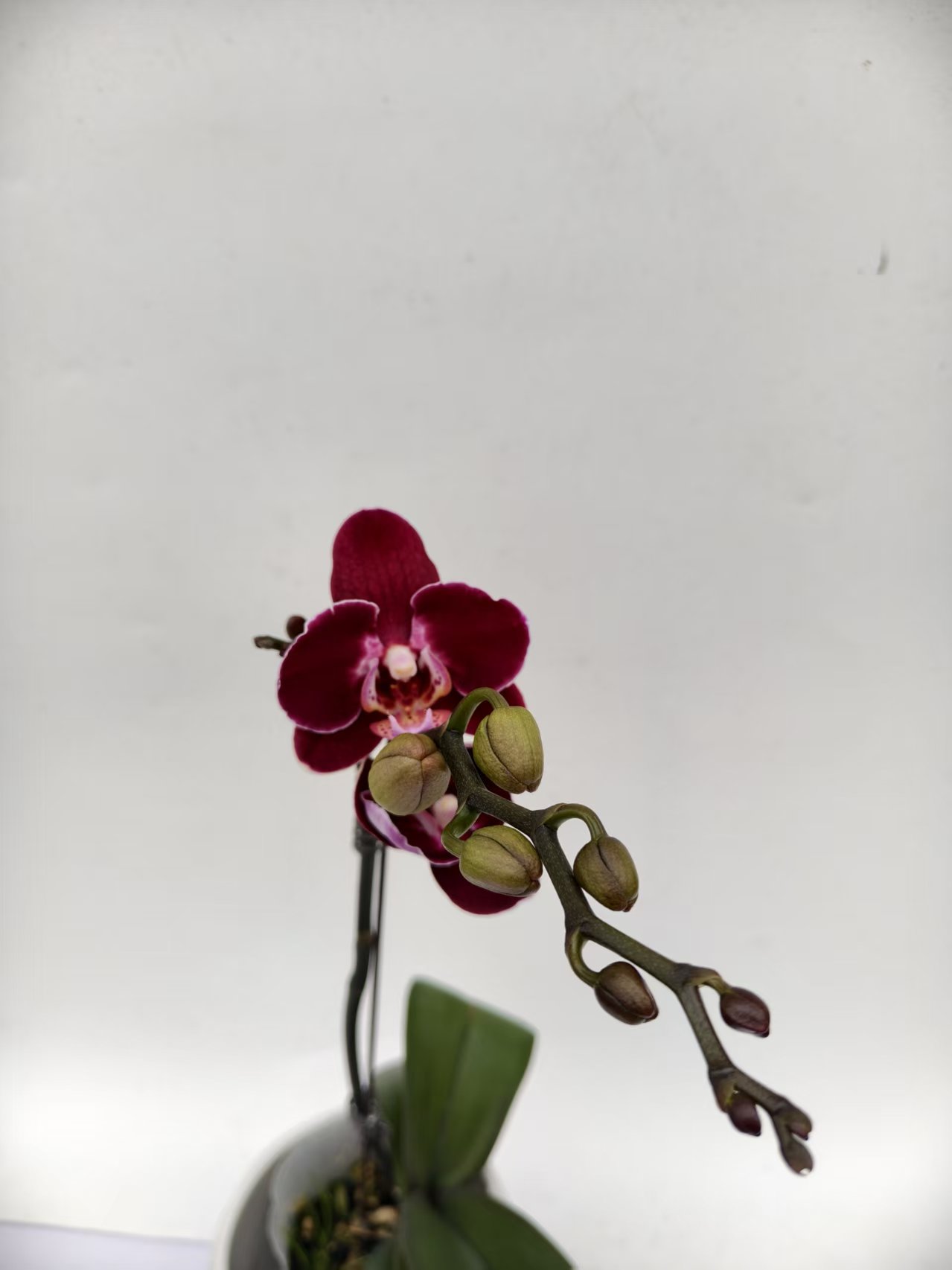 【黑珍珠单剑】梦语花卉 蝴蝶兰 叶片开裂为正常现象