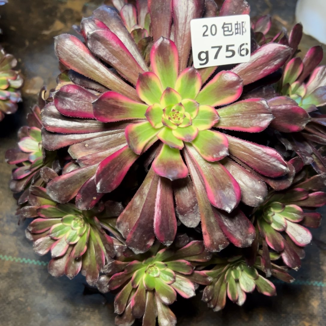 756红金刚，多肉法师