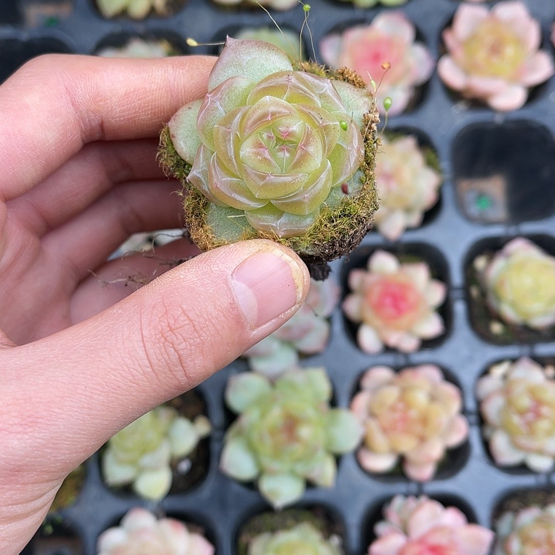 多肉一物一拍22-157