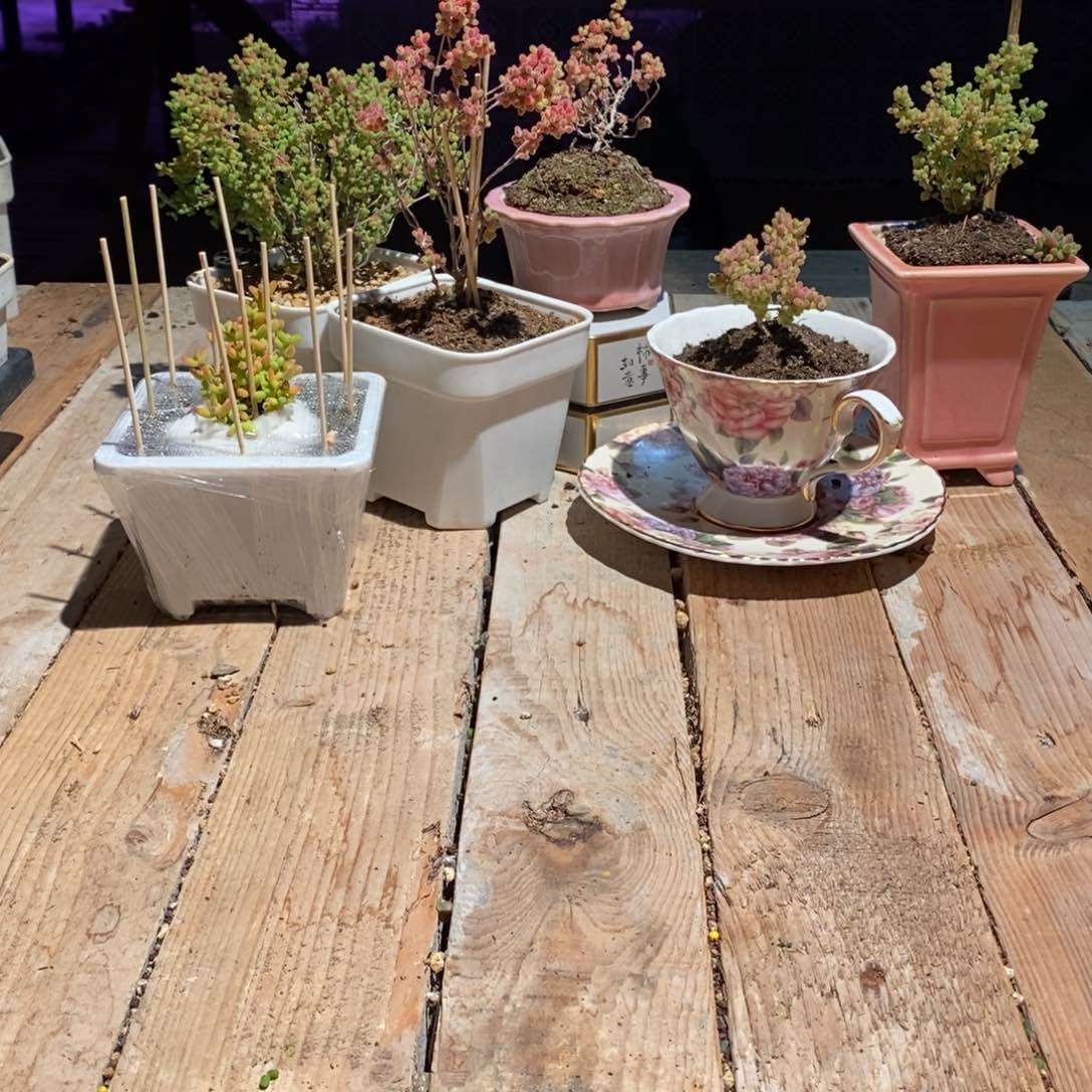 芋**啵12cm白方5个，16cm白方2个