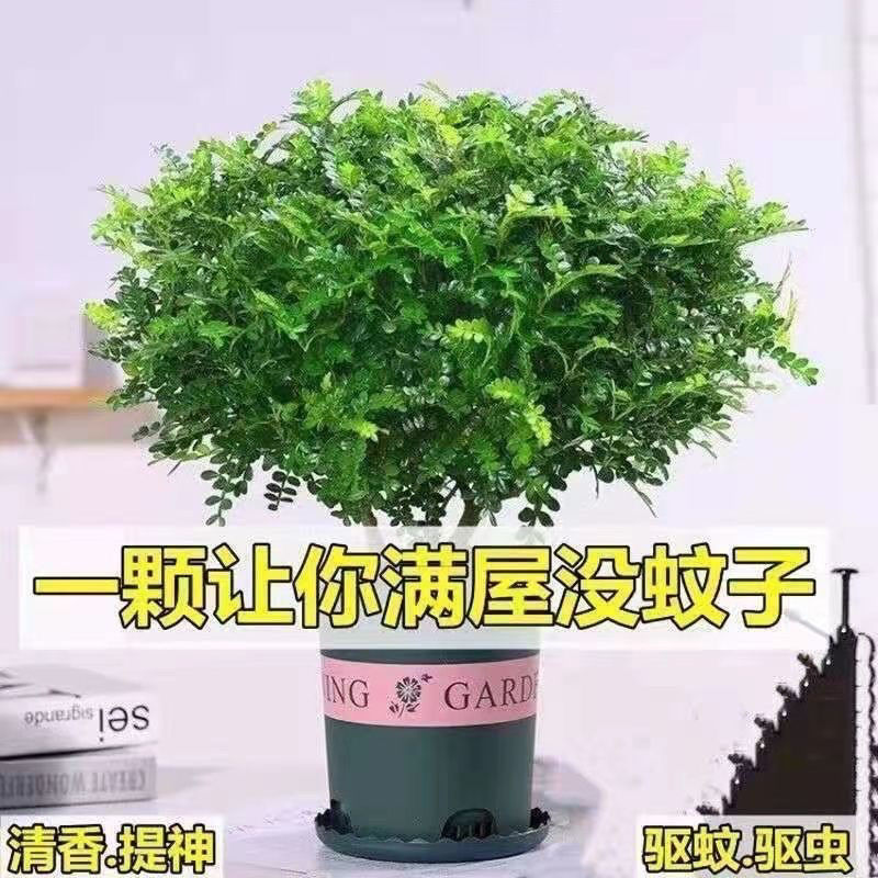 清香木盆栽强力驱蚊草烘焙绿植四季绿花卉室内胡椒木好养净化空气