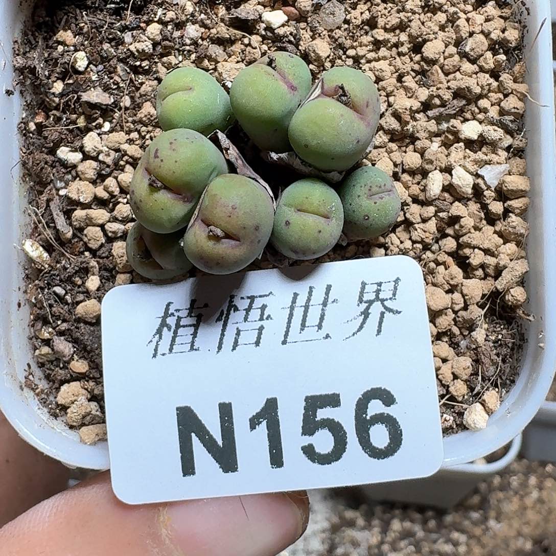 156号多肉植物哇c f