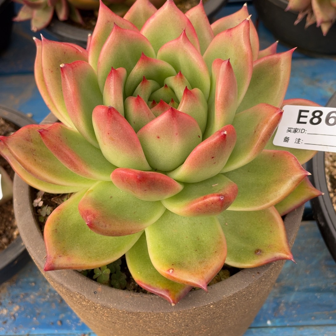 无花朵若如东云组拍E863