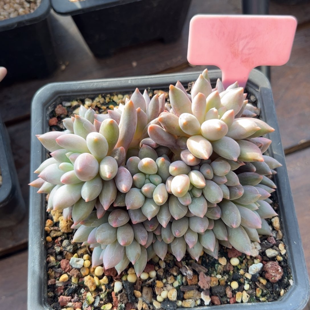 红蜻蜓111111111111