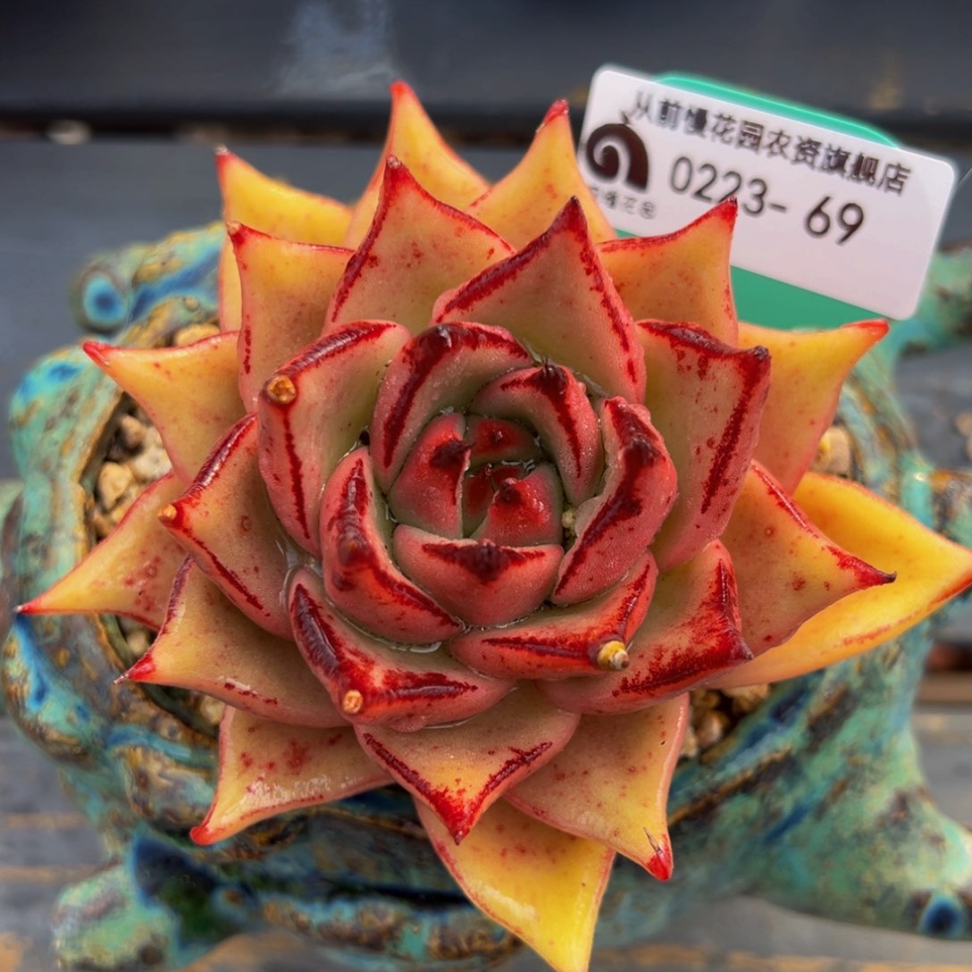 从前慢多肉精选编号0223.69