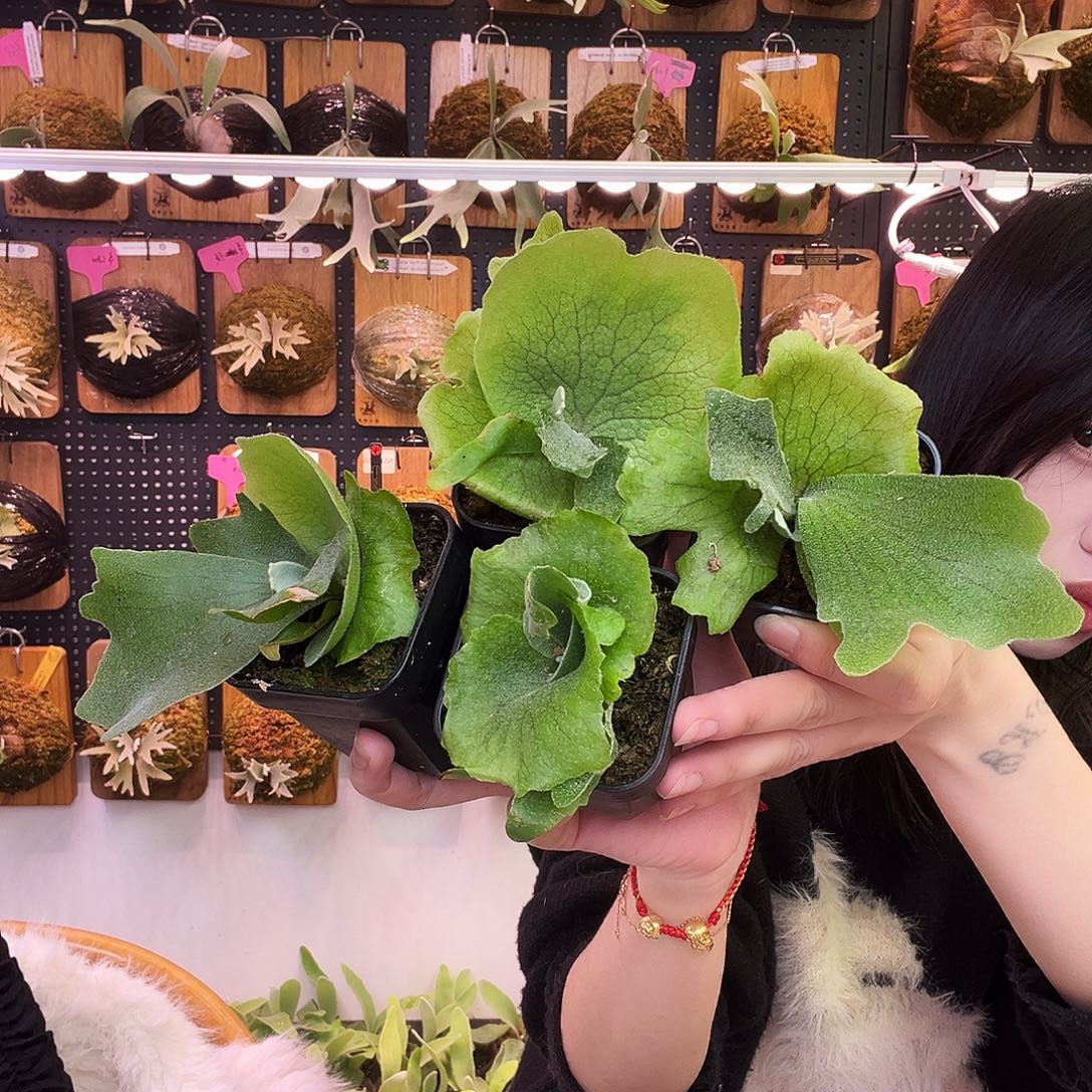 omg 雪月 鹿角蕨。  