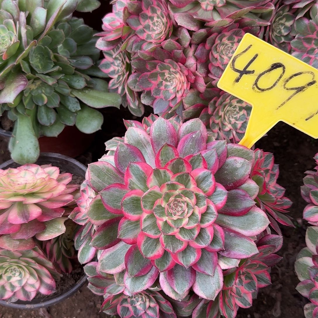 4097--+云荷多头多肉