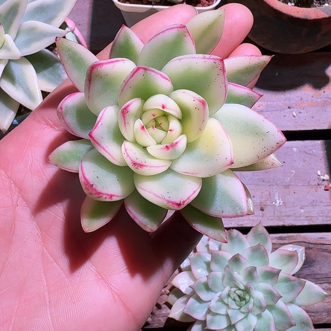 阿斯娜锦多肉多肉