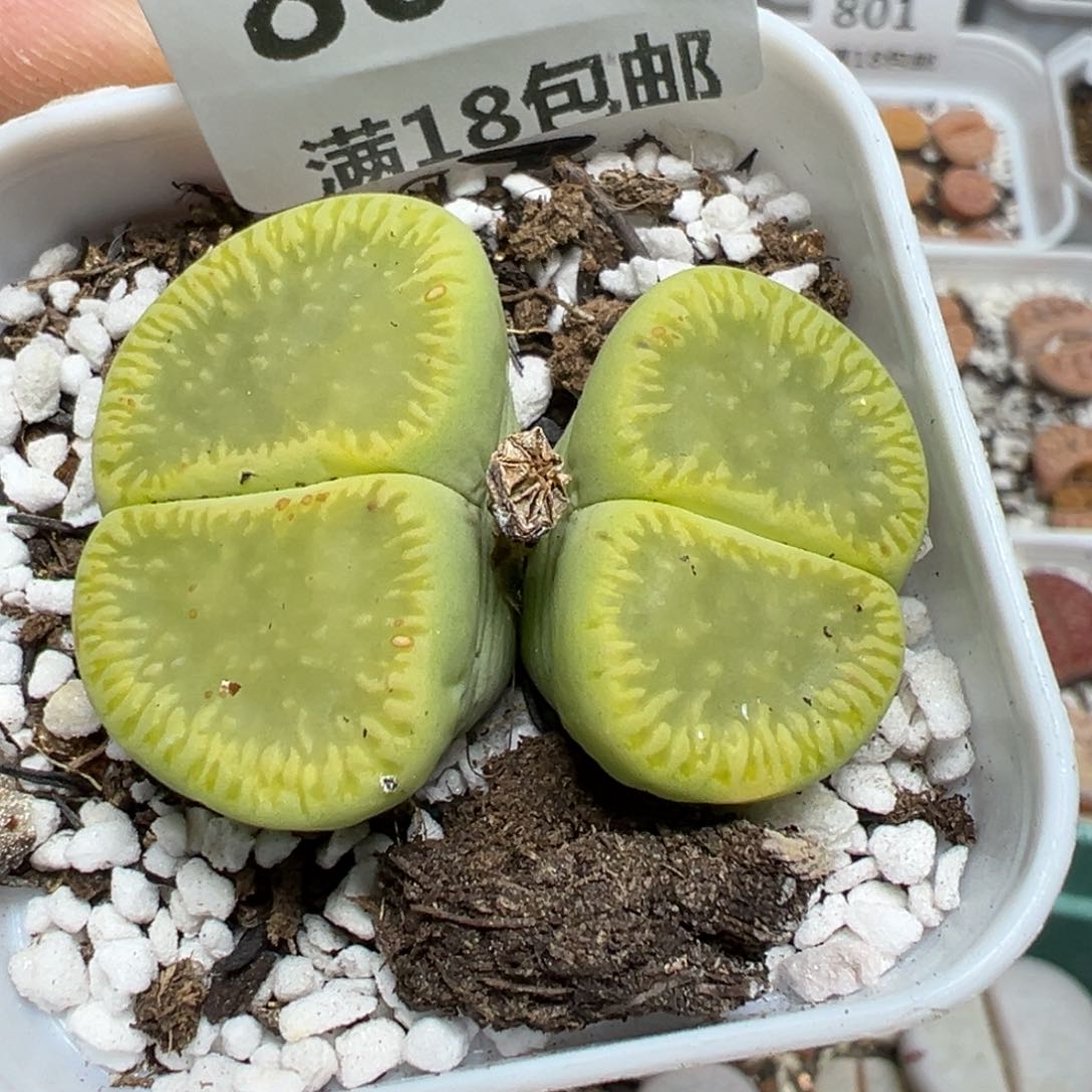 【闪购商品】 803。     