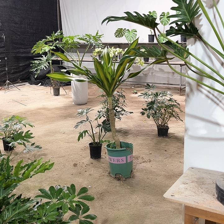 完全开放也门铁老庄