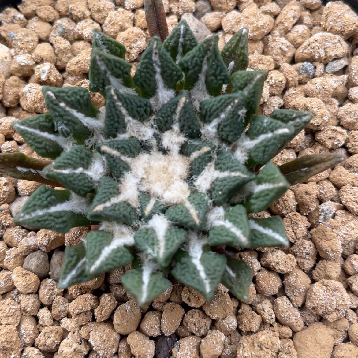 【闪购商品】实生黑牡丹