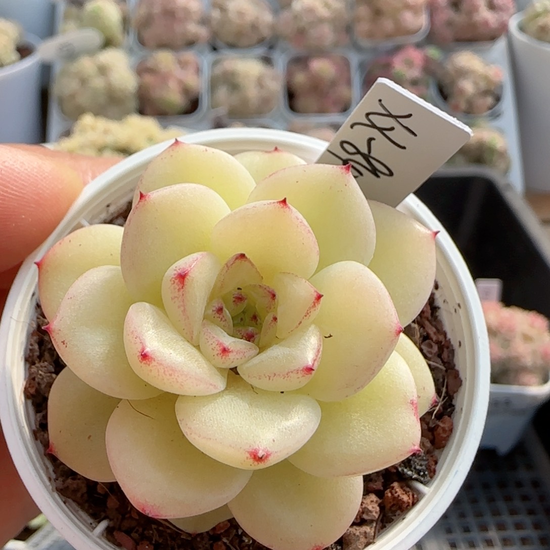 【闪购商品】0219-55（xx-84）