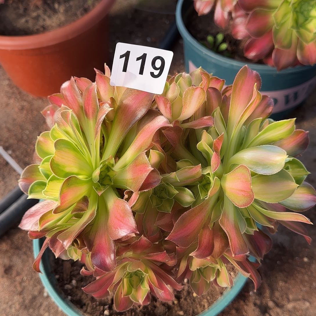 多肉植物两头119