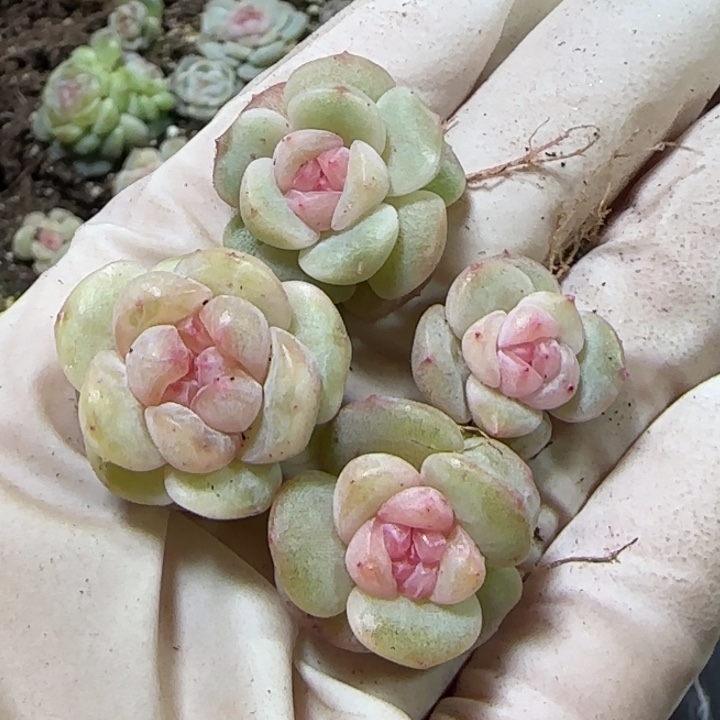 90号绝绝子多肉四颗