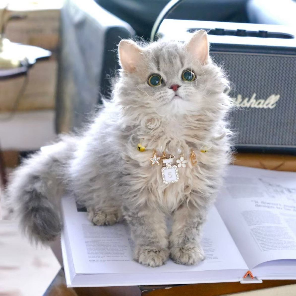 [渡洋宠物 塞尔凯克卷毛猫] 猫咪活体保健康