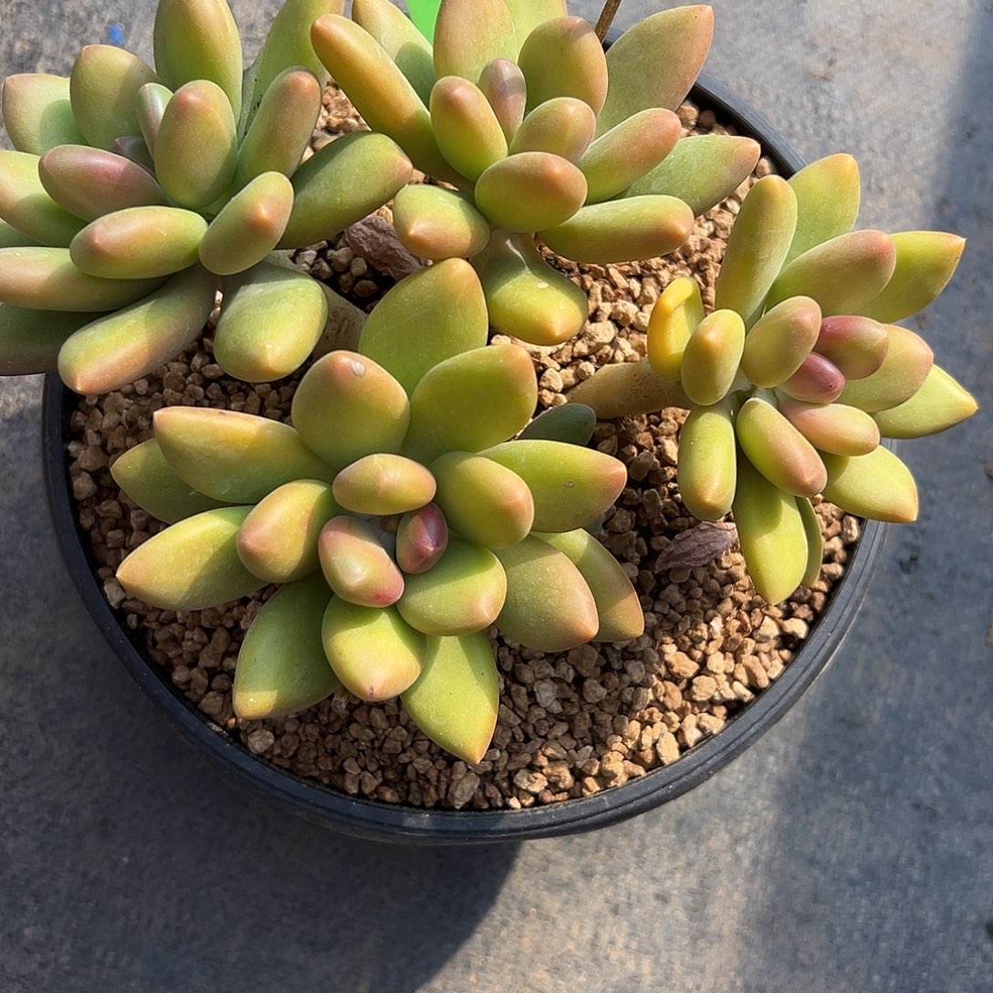 10芒果奶。多肉。    