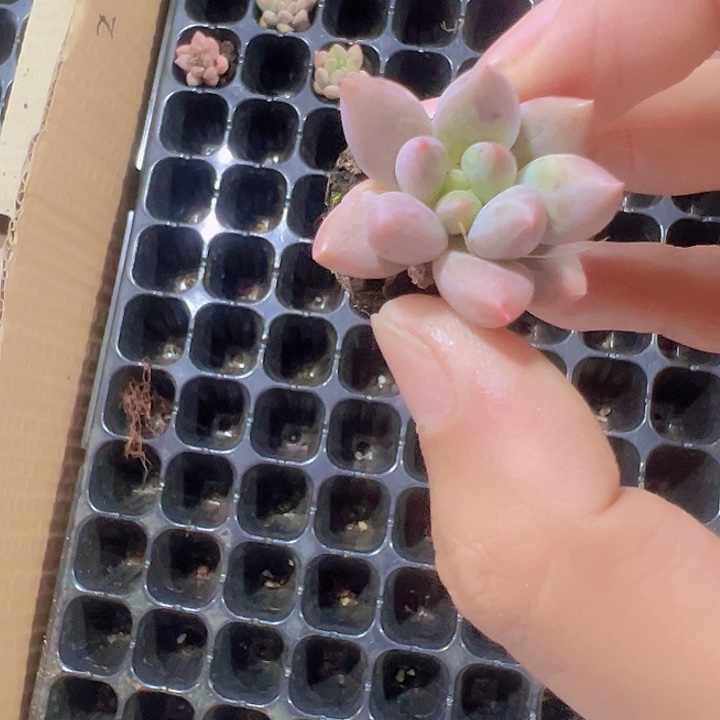 金虞姬精品多肉植物