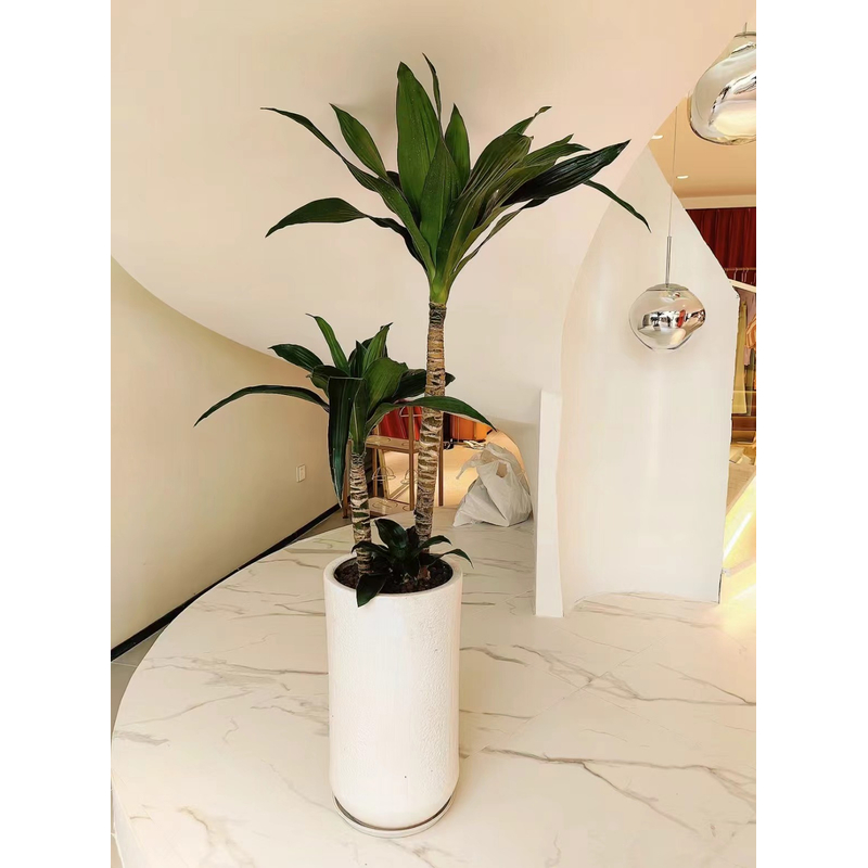 荷花铁美人铁盆栽花卉绿植观叶吸甲醛植物净化空气室内耐阴