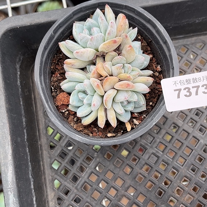 阿雅园艺。       7373梦露群