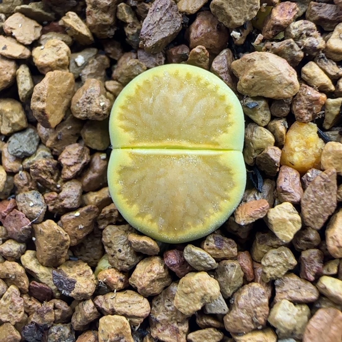 192 生石花大棚直播