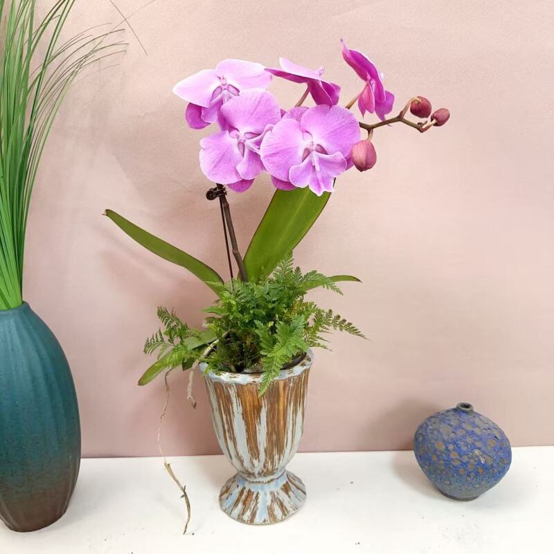 国华优品【粉冠军】蝴蝶兰轻奢绿植花 卉艺术高级盆栽植株很好养