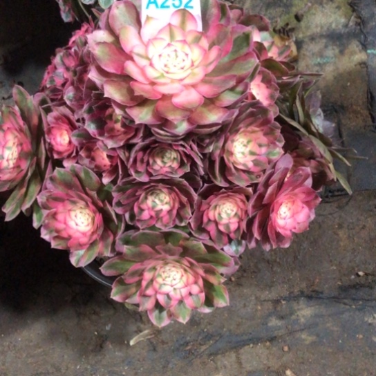 陈***飞无花朵252号荔枝法师多肉植物