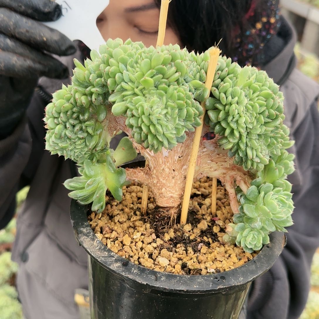 2731号39.9           肉