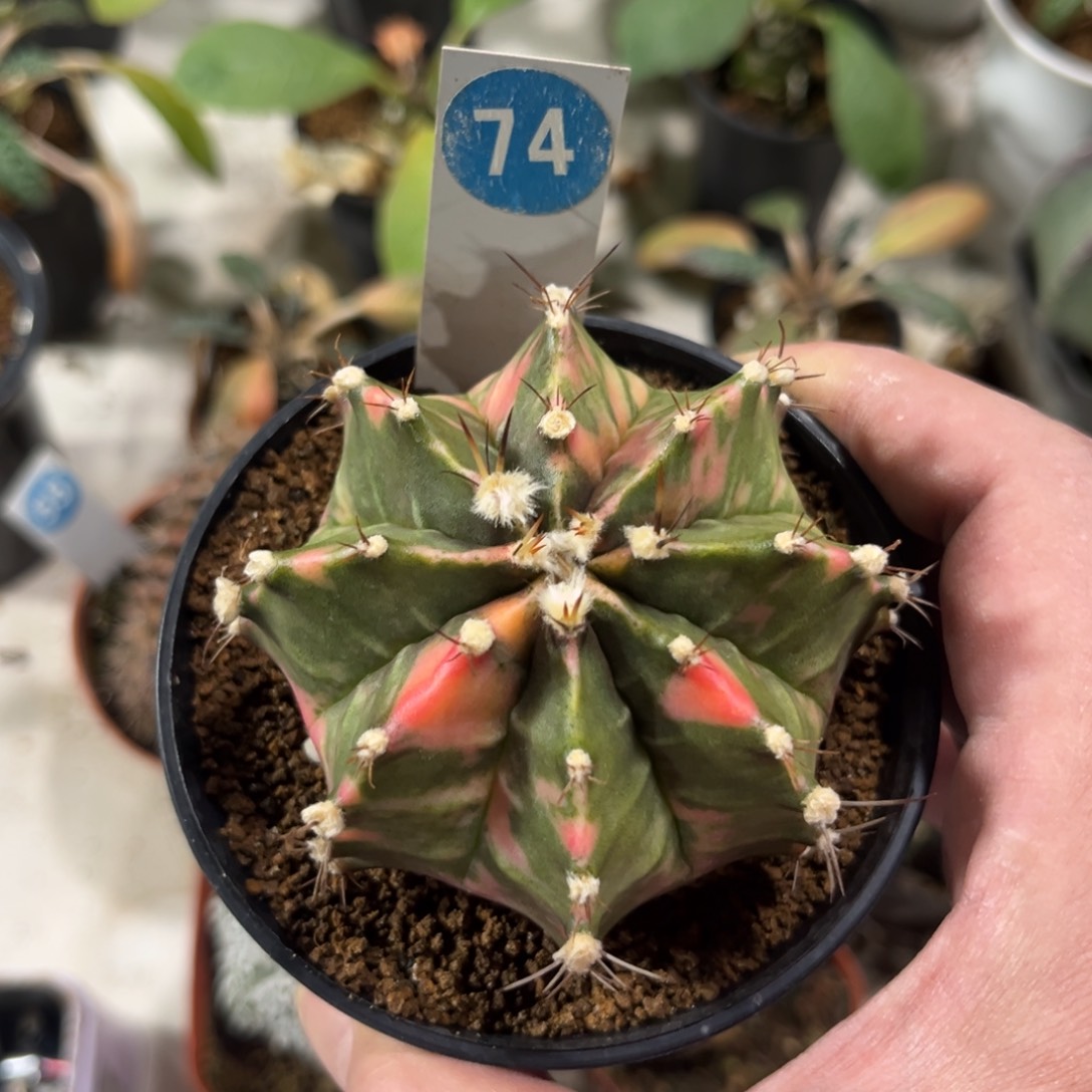 74实生米哈锦带盆带土发货