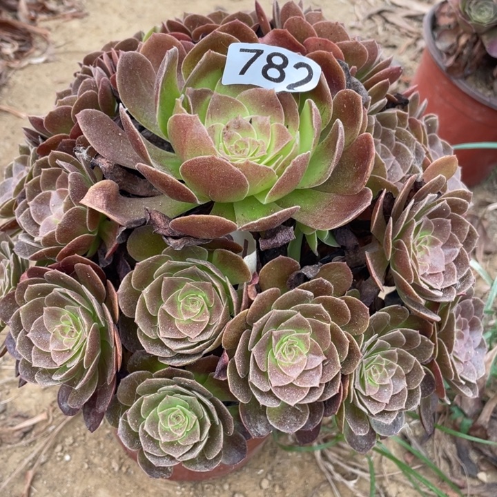 无花朵782多肉植物赤焰莲