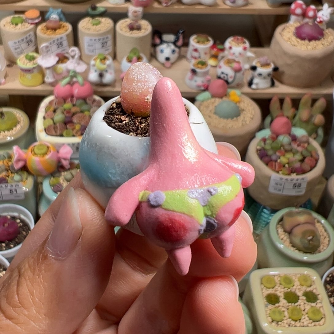 多肉植物86号拇指盆