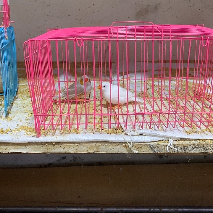 文鸟左*珍珠驼公白母，包活到家