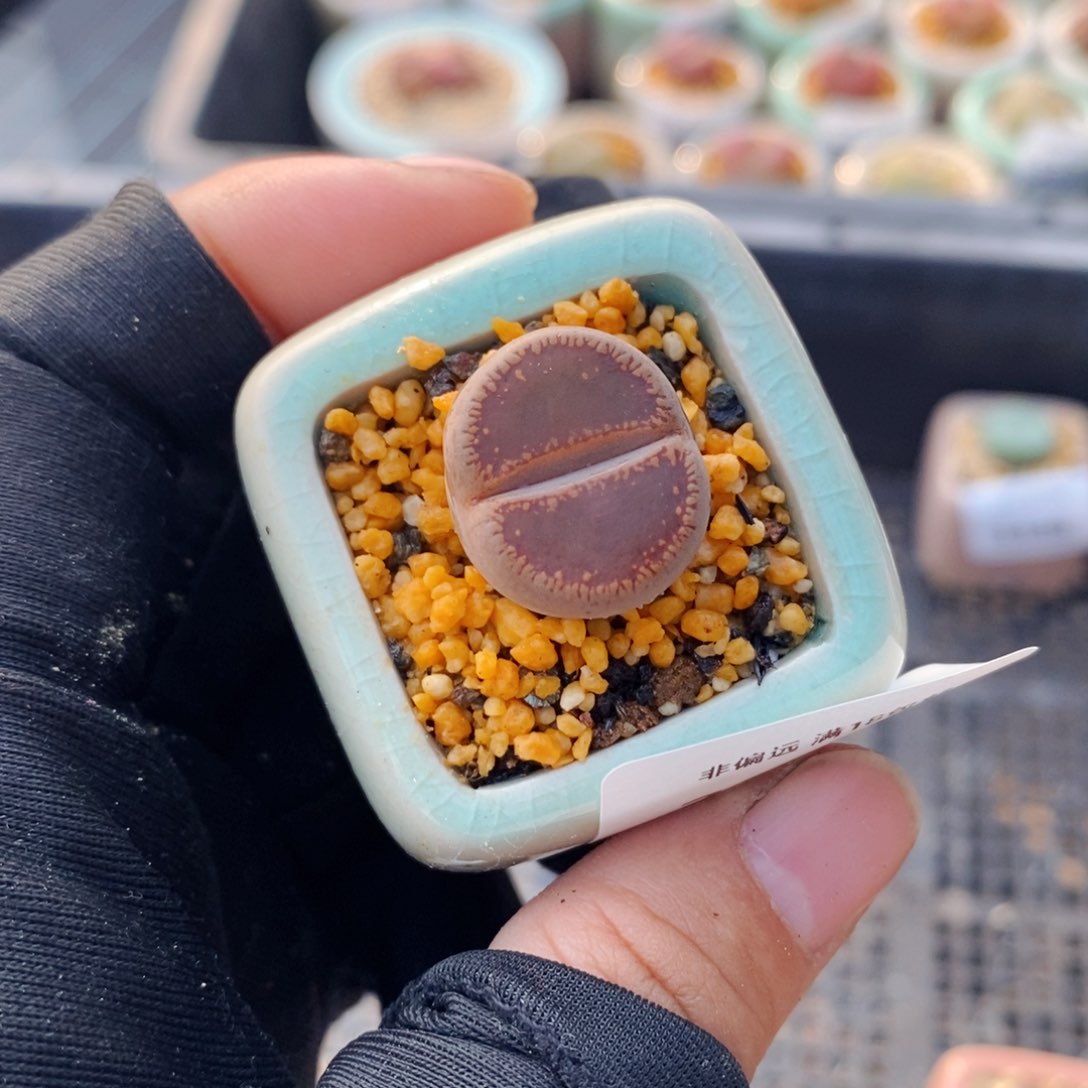 3339--一物一拍 带盆 ko