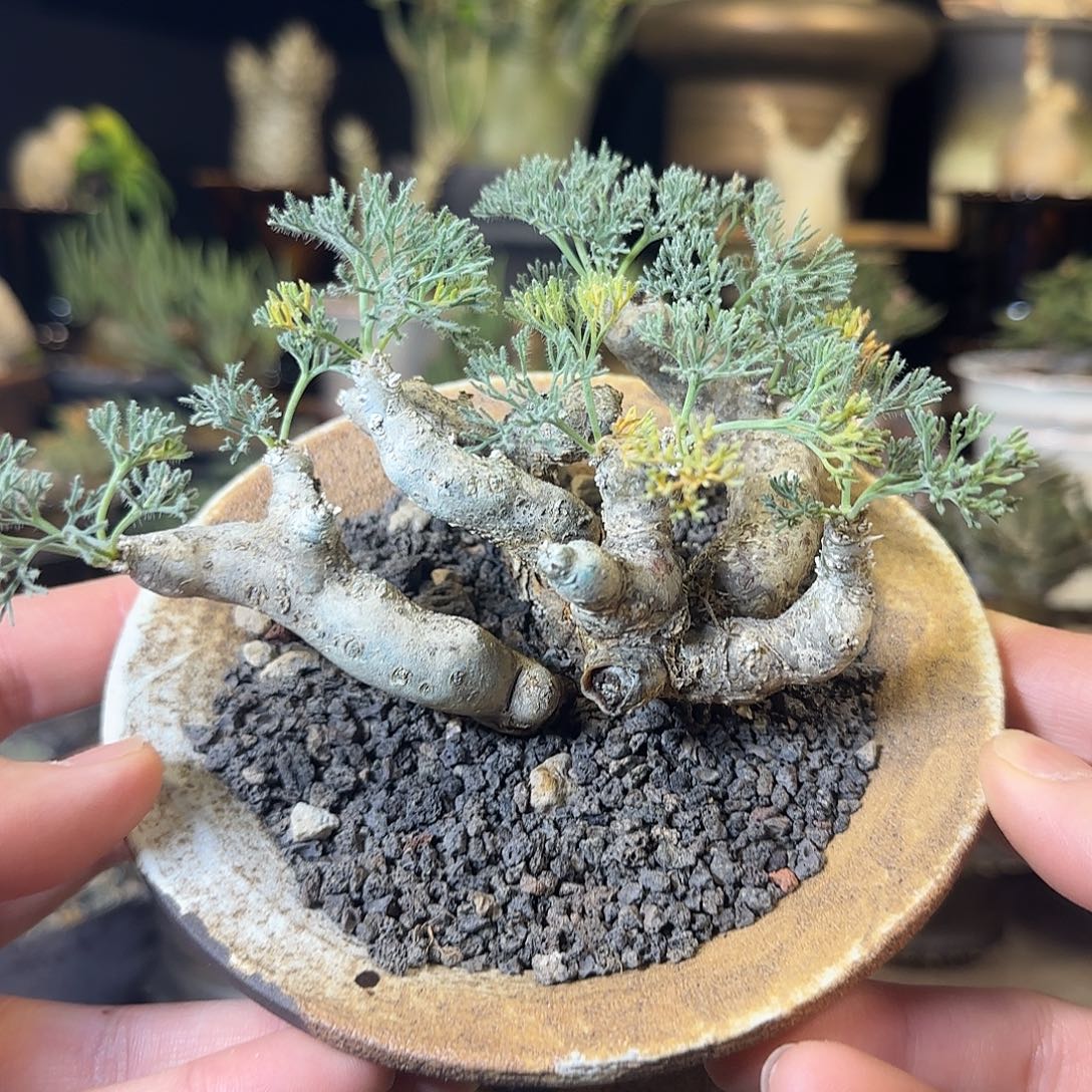 一物一拍黑皮月界580