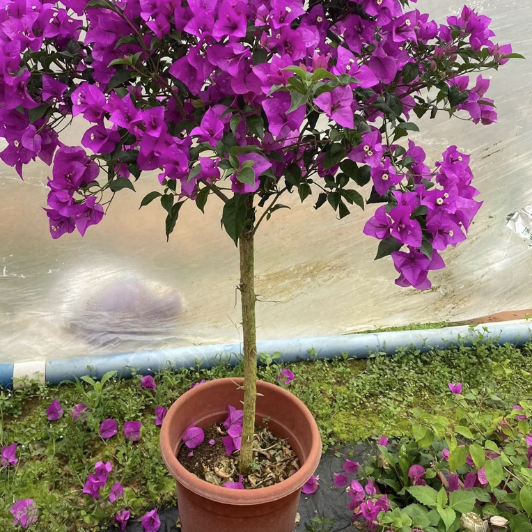 彩色三角梅四季开花好养脱盆修剪发货