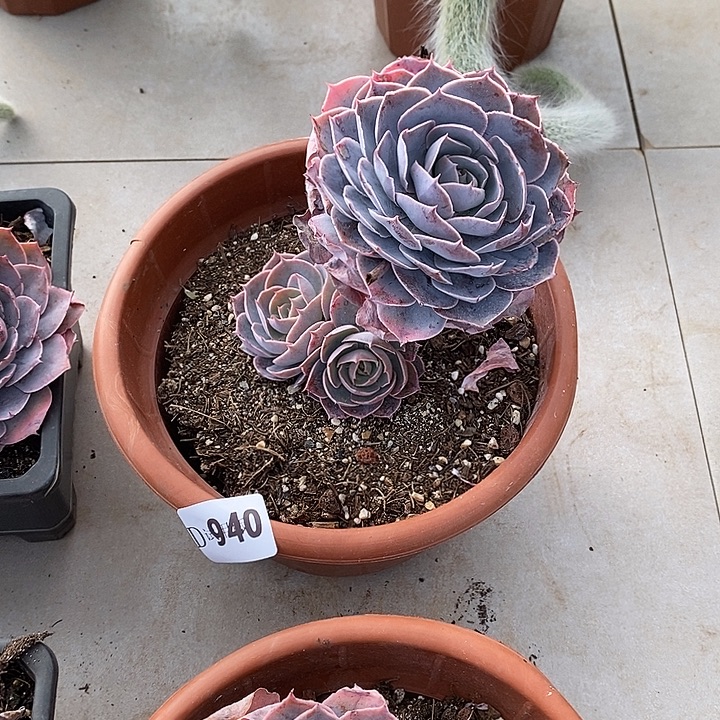 C***y940pink多肉植物多肉