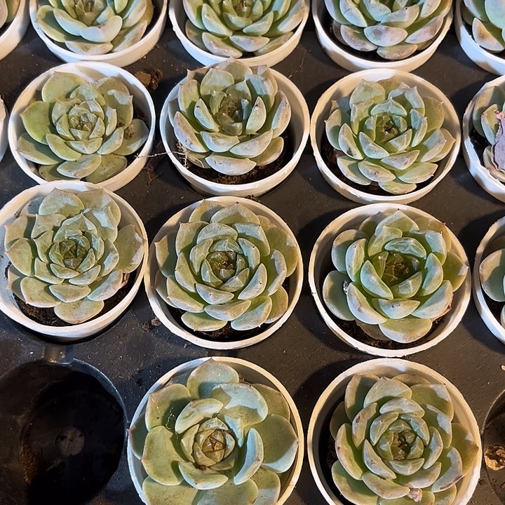 桃果珍妮带盆土发