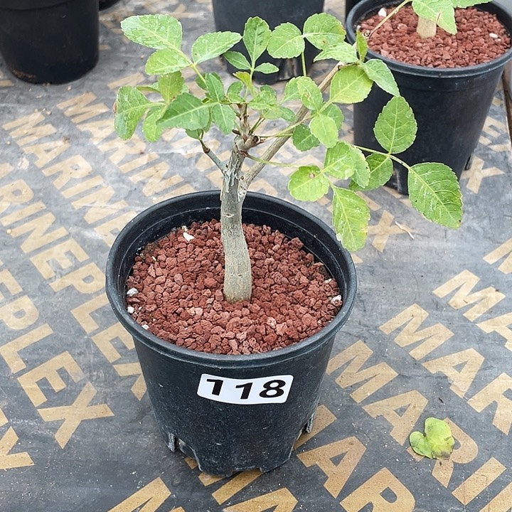 118小圆叶芳香橄榄块根