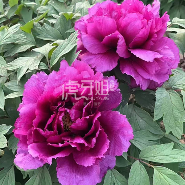 【霸云】裸根牡丹包对版-庭院阳台花卉紫红色重瓣大花