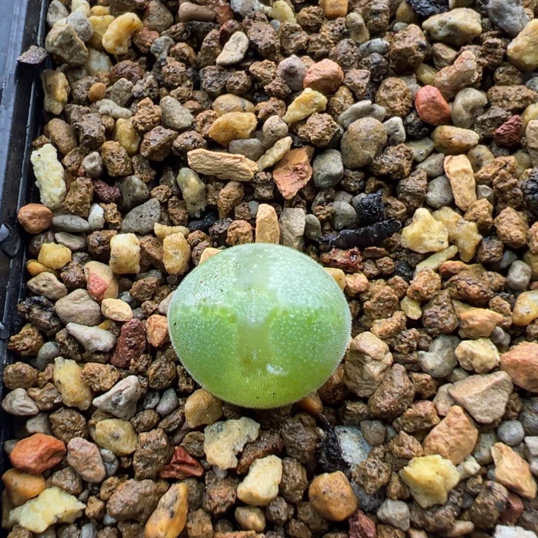 149单头猫耳空蝉一棵特