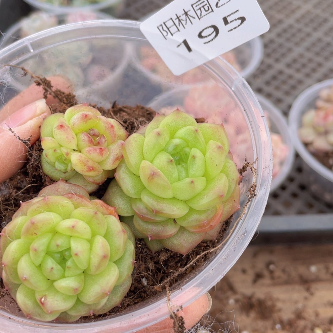 多肉植物多肉植物195