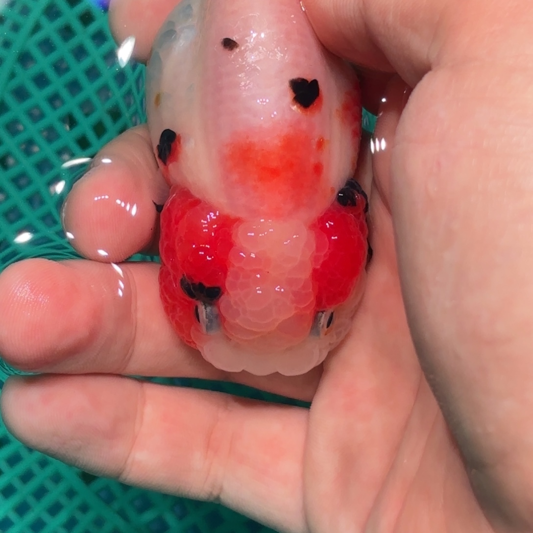 看***菜金鱼拍包装包邮，没拍包装运费到付