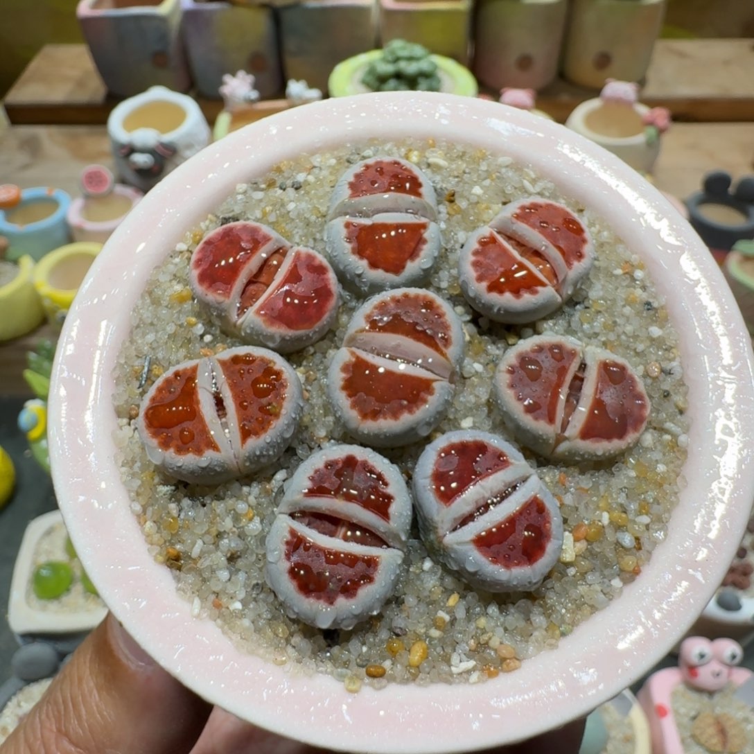 蘑菇1278红窗多肉植物
