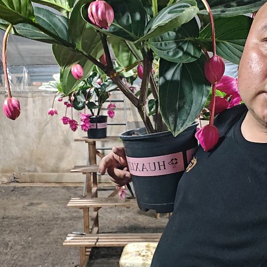 紫***薇无花朵宝莲灯花基地发货