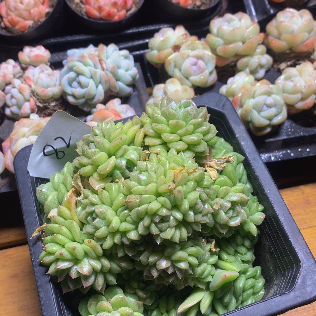 精控麦秆一物一拍